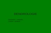 Curs 1 Dendrologie