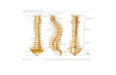 coloana vertebrala netter