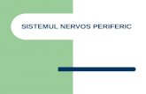 15910999 c7-sistemul-nervos-periferic