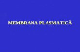 Membrana Plasmatica