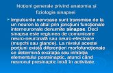Sinapsa anatomie