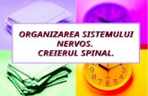 Organizarea sistemului nervos