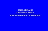 Bacterii Coliforme