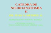 CATEDRA DE NEUROANATOMIA II DR. JUAN A. MENDEZ. G. NEUROCIRUJANO HOSPITAL ESCUELA PROFESOR TITULAR III FACULTAD DE CIENCIAS MEDICAS UNAH.