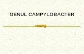 GENUL CAMPYLOBACTER. Clasificarea bacteriilor aparţinând genului Campylobacter a suferit numeroase modificări în ultimii ani. Denumirea genului provine.