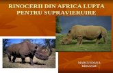 Rinocerii Pierd Lupta Pentru Supravieruire