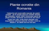 Plante ocrotite din Romania