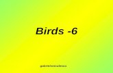 Birds  6