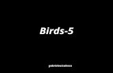 Birds 5