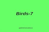 Birds 7