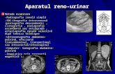 Examenul Radiologic al Aparatul Reno-urinar