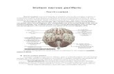 Nervii Cranieni-referat Anatomie