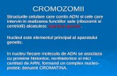 CROMOZOMII COMPLET