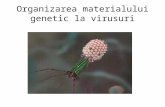 Organizarea Materialului Genetic La Virusuri Si Procariote