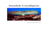Insulele Coraligene
