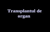 Transplant Curs 14