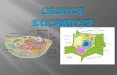 Proiect celula eucariota