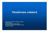C04 Membrana Celulara Jonctiuni