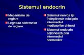 Sistemul endocrin slide 2008
