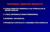 Sistemul Nervos Senzitiv