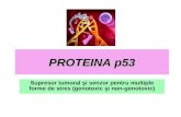 PROTEINA P53