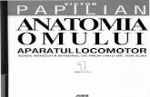 Anatomia Omului - Papilian Vol I