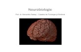 Alexandru Babes - Neurobiologie