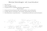 Rolul Biologic Al Nucleului
