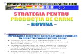 Strategie Carne Bovine 2009