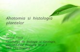 Histologie Anul I