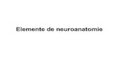 Elemente de Neuroanatomie