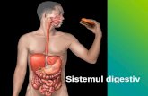 Sistemul Digestiv Cls 10