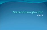 Metabolism Glucidic 1
