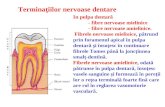 Curs 1 Hipersensibilitatea şi hiperestezia dentinară