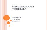 organografie vegetala