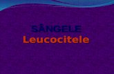 Leucocite CURS