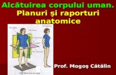 Filehost_Planuri Si Raporturi Anatomice(Prezentare Catalin)