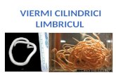 Viermi cilindrici limbricul