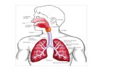 Intubatia orotraheala