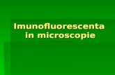 Imunofluorescenta in Microscopie Powerpoint Roxana