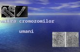 analiza cromozomilor
