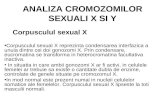 Analiza Cromozomilor Sexuali x Si y