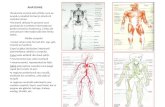 anatomie curs1 2012