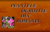 Plantele Ocrotite Din România