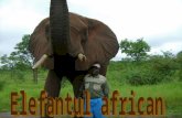 Zb7 elefantul african1