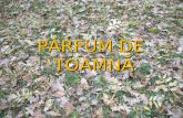 Parfum De Toamna