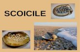 The shells   scoicile