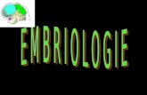 Embriologie   sistemul nervos