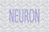 Celule nervoase   totul despre neuroni - Atlas de neuroanatomie