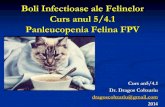 Panleucopenia felina Boli Infectioase Diagnostic si Profilaxie